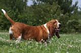 BASSET HOUND 018
